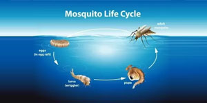 Mosquito Life Cycle